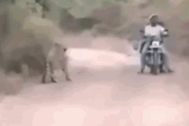 Video: 2 thanh niên chạm trán hổ dữ ở giữa đường và cái kết gay cấn