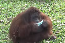 Thái Lan: Phát khẩu trang cho đười ươi và tinh tinh để tránh khói bụi