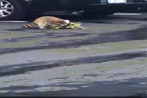 Video: Gấu mèo cắn đứt đuôi cự đà, tử chiến hung bạo giữa phố Mỹ