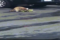 Video: Gấu mèo cắn đứt đuôi cự đà, tử chiến hung bạo giữa phố Mỹ