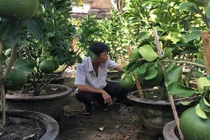 Chăm bưởi cảnh căng tròn, chi chít sát đất để phục vụ "đại gia"