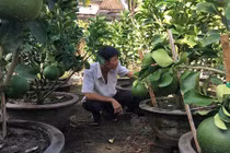 Chăm bưởi cảnh căng tròn, chi chít sát đất để phục vụ "đại gia"