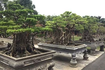 Cây cảnh trăm tỷ hiếm có trong vườn đại gia Hà thành