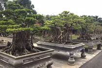 Cây cảnh trăm tỷ hiếm có trong vườn đại gia Hà thành