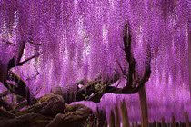 Ngỡ ngàng 10 loài cây cổ thụ đẹp nhất thế giới