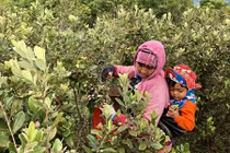 Lên thảo nguyên Bùi Hui hái sim, kiếm tiền triệu "dễ như chơi"