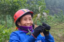 Tuốt lá đếm tiền - Nghề lạ người Việt chỉ làm gần Tết