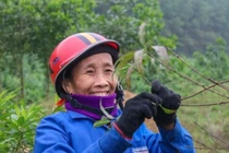 Tuốt lá đếm tiền - Nghề lạ người Việt chỉ làm gần Tết