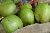 Phát sốt với những trái dừa to như...cái lu