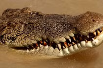 Đi câu với gia đình, người phụ nữ bị cá sấu cắn chết