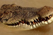 Đi câu với gia đình, người phụ nữ bị cá sấu cắn chết