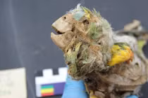 Xác ướp “há miệng, thè lưỡi” tại sa mạc khô hạn nhất thế giới