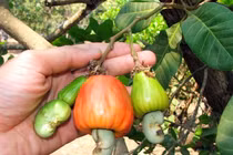 Hàng ngoại đổ về, đặc sản Việt giảm giá kỷ lục