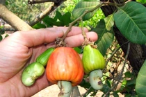 Hàng ngoại đổ về, đặc sản Việt giảm giá kỷ lục