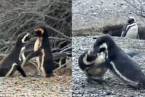 Bị “cắm sừng”, chim cánh cụt quyết sống chết với tình địch