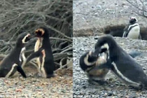 Bị “cắm sừng”, chim cánh cụt quyết sống chết với tình địch