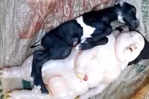 Hoảng hồn cả làng ầm ầm xem dê đẻ ra "quái thú" nửa người nửa lợn