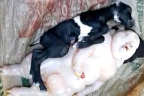 Hoảng hồn cả làng ầm ầm xem dê đẻ ra "quái thú" nửa người nửa lợn