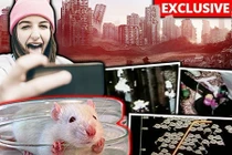 Thí nghiệm trên chuột dự báo sự tuyệt diệt của nhân loại