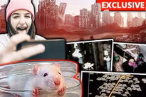 Thí nghiệm trên chuột dự báo sự tuyệt diệt của nhân loại