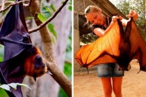 Loài dơi và những siêu năng lực bất ngờ