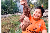 Vườn khoai lang "béo phì" gây "sửng sốt" ở miền Tây
