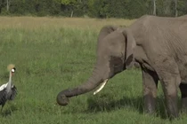 Video: Con sếu liều mạng đánh đuổi bầy voi khổng lồ để bảo vệ tổ