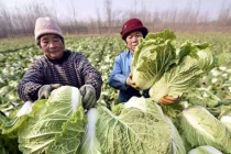 Mua cải thảo, nên chọn cây xanh hay trắng sẽ tốt hơn