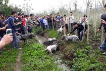 Cho chó săn và lợn rừng “tử chiến”: Thú chơi man rợ giữa lòng Hà Nội