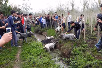 Cho chó săn và lợn rừng “tử chiến”: Thú chơi man rợ giữa lòng Hà Nội