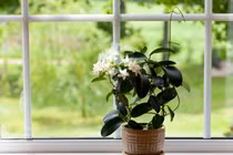 Video: 6 loại cây thanh lọc không khí trong phòng, giúp bạn ngủ ngon hơn