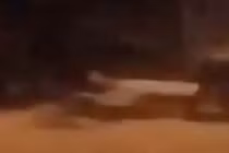 Xem lại camera an ninh, chủ nhà phát hoảng thấy sinh vật lạ xuất hiện