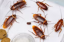 Không có bóng dáng con gián nào nếu bạn đặt vật này trong nhà