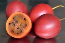 Cà chua thân gỗ độc lạ giá 1 triệu đồng/kg một thời giờ ra sao?