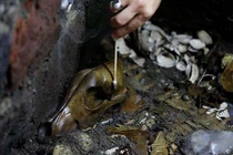 Phát hiện chấn động giới khảo cổ: Các chó sói phủ đầy vàng ròng