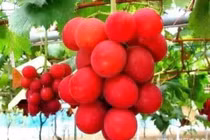 4 loại quả quý hiếm trên thế giới, có tiền chưa chắc mua được