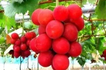 4 loại quả quý hiếm trên thế giới, có tiền chưa chắc mua được