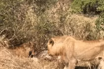 Video: Dòm ngó bữa ăn của đàn sư tử, linh cẩu nhận kết cục bi thảm