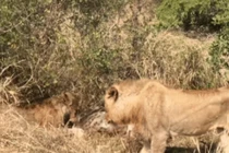 Video: Dòm ngó bữa ăn của đàn sư tử, linh cẩu nhận kết cục bi thảm