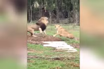 Video: Sư tử cái nổi cơn ghen lao vào đánh sư tử đực