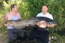 Dùng gan lợn bắt được cá trê to như thân cây