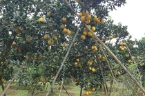 Hoa quả Tết: Vườn bưởi Diễn 2 vạn quả, ngàn người mê