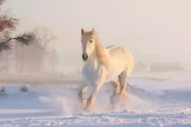 4 con giáp tham công tiếc việc, “bán” xuân xanh để đổ bệnh giữa chừng
