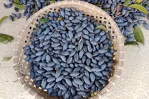 Ngỡ ngàng loại quả rụng đầy vườn thành đặc sản đắt hơn thịt