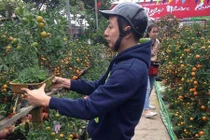 Hiểu thêm về thú chơi quất ngày Tết