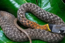 Video: Nông dân suýt tóm nhầm sinh vật nguy hiểm hơn cả rắn hổ mang chúa