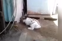 Video: Mèo bị mắc kẹt, thỏ làm việc gây xúc động
