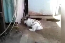 Video: Mèo bị mắc kẹt, thỏ làm việc gây xúc động