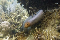 Mắt mũi kèm nhèm, rắn độc truy đuổi thợ lặn vì nhầm là bạn tình