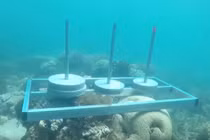 Ê-kíp Cuộc đua kỳ thú đặt bê tông lên rạn san hô gây tranh cãi